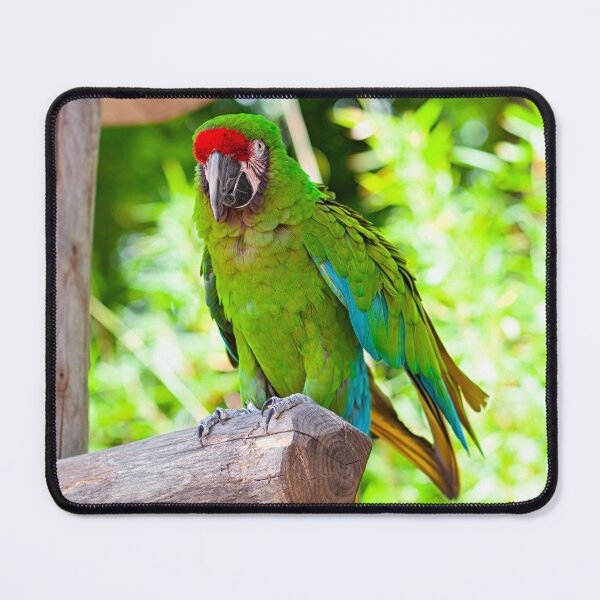 Item preview, Macaw Parrot bird designed and sold by JDScottsr.