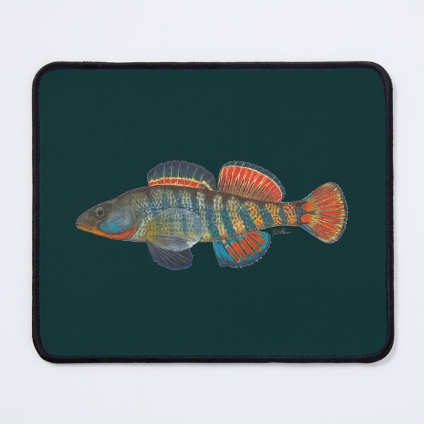 Artikel-Vorschau von Regenbogen-Darter (Etheostoma caeruleum), designt und verkauft von LeakyCanoeArt.