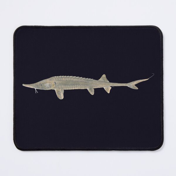 Item preview, Shovelnose Sturgeon (Scaphirhynchus platorynchus) designed and sold by LeakyCanoeArt.
