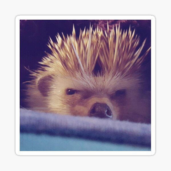 Grumpy Hedgehog Sticker