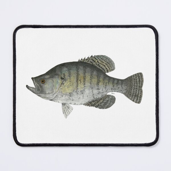 Item preview, White Crappie (Pomoxis annularis) designed and sold by LeakyCanoeArt.