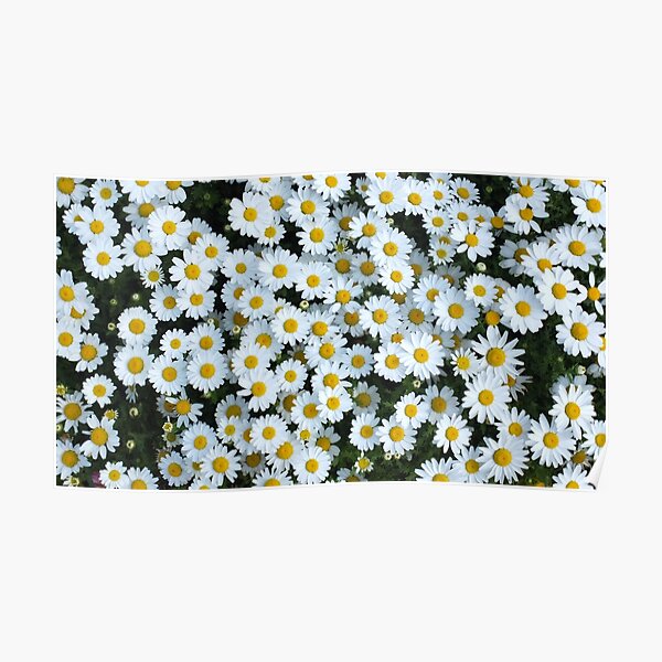 Daisy Poster