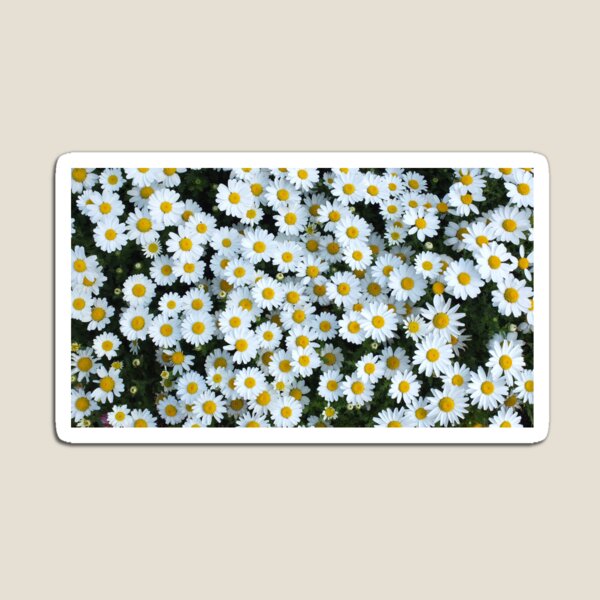 Daisy Magnet