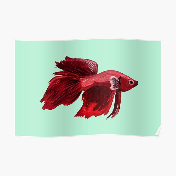 "Red Veiltail Betta" Poster for Sale by OhlingerWorks | Redbubble
