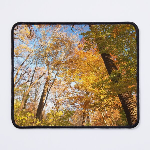 Item preview, Pennsylvania Woodland Path, Autumn designed and sold by AMacGPhilly.
