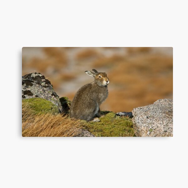 Item preview, The Disdainful Hare designed and sold by Jamie  Green.