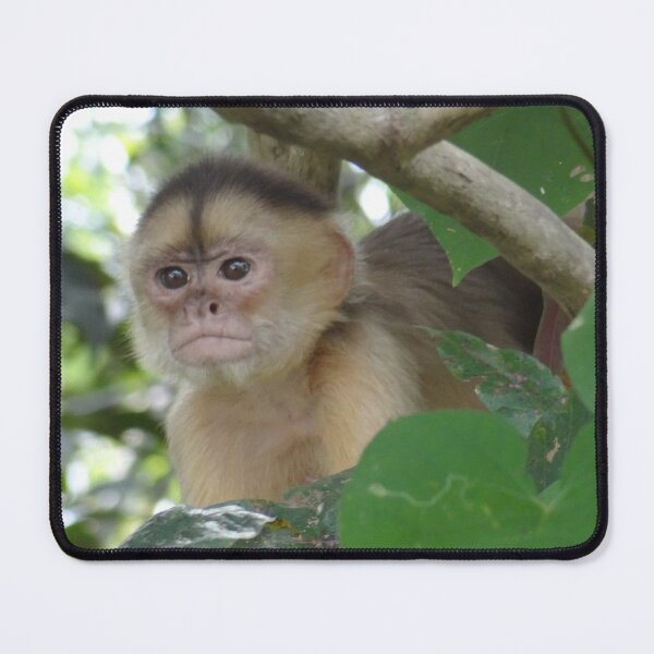 Item preview, Curious Monkey designed and sold by EmyBeeDesigns.