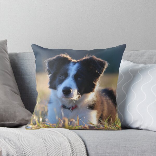 Item preview, Border Collie puppy in nature designed and sold by tartaruga1988.