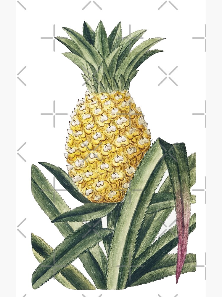 SSZ Pineapple Betty’s poster Vintage Pineapple