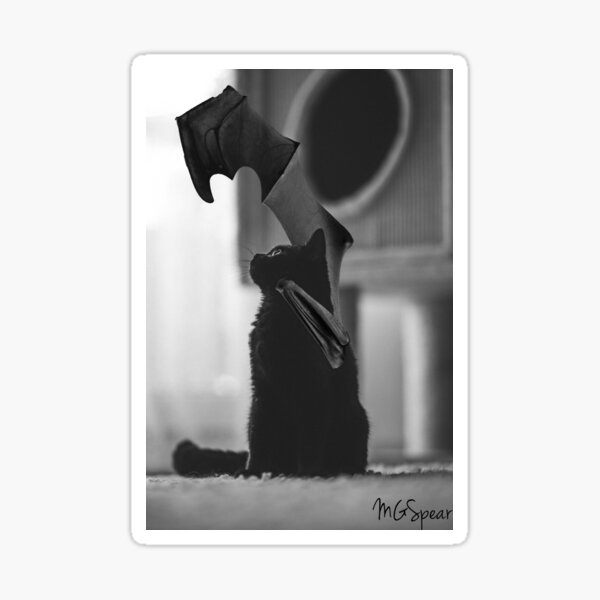 Batcat Winged Cat Black Cat Bat Wings Sticker