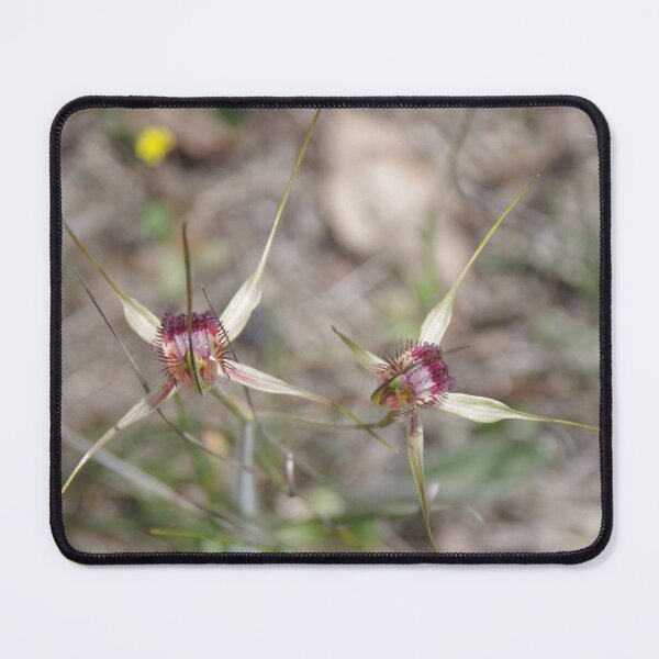 Item preview, White Spider Orchid designed and sold by lezvee.