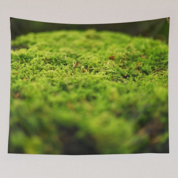 Item preview, The fascinating beauty of moss designed and sold by Sara Sanchez PHOTO.