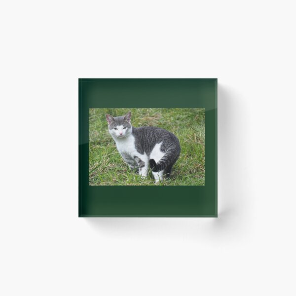 Item preview, Ringtailed Kitty..........East Devon UK designed and sold by lynn carter.