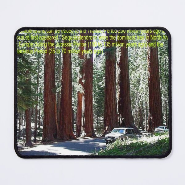 Item preview, Giant Sequoia Tree Art designed and sold by Alicefish.
