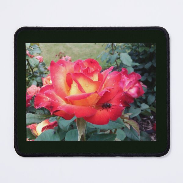 Item preview, THE ROSE AND THE FLY designed and sold by JoAnnHayden.
