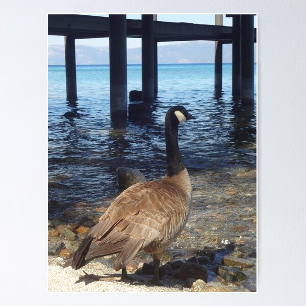 Artikelvorschau, Kanadische Gans an den Ufern von Lake Tahoe entworfen und verkauft von KristinaL.