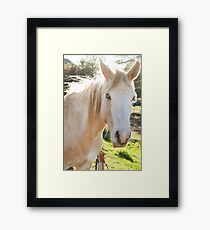 Horse Framed Print