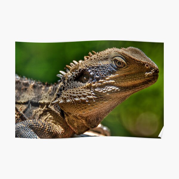 Water Dragon, Lane Cove National Park, Sydney Poster