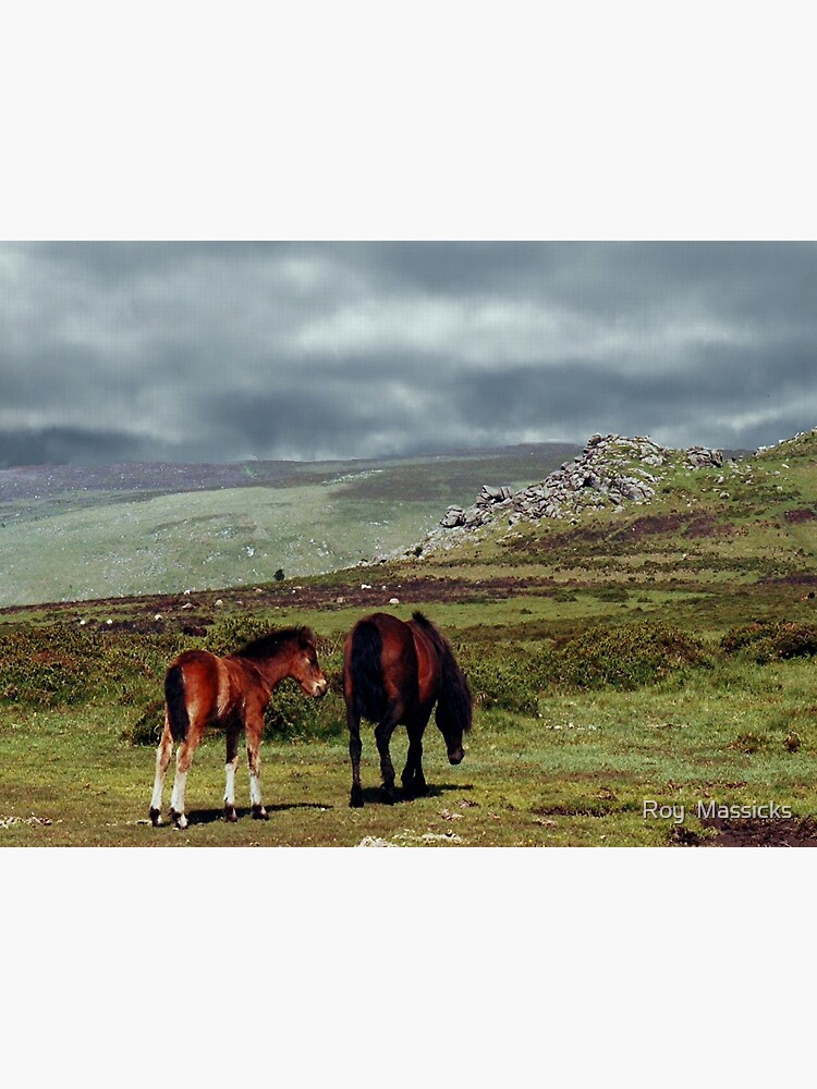 "Wild Ponies, Dartmoor, Devon, England....!" Canvas Print for Sale by