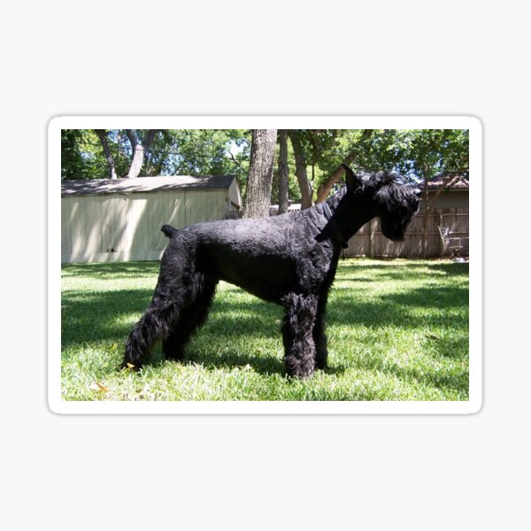 russian bear schnauzer