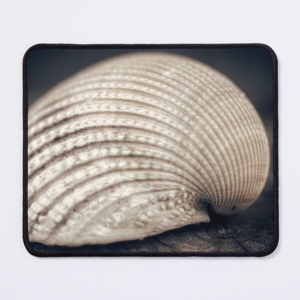 Item preview, Seashell designed and sold by Pino 'Delfino' Esposito.