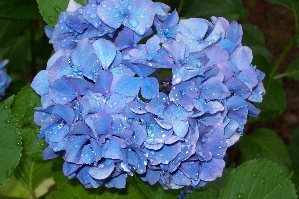 "Periwinkle Blue Hydrangea, after the rain" by Marcia