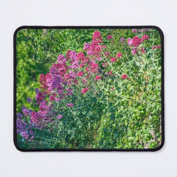 Item preview, A Garden Wall With Colourful Flowers in the Village of Kegworth designed and sold by phutball.