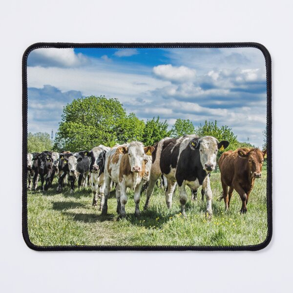 Item preview, #239 Friesian Cow Herd Along the Banks of the River Soar at Ratcliffe on Soar designed and sold by phutball.