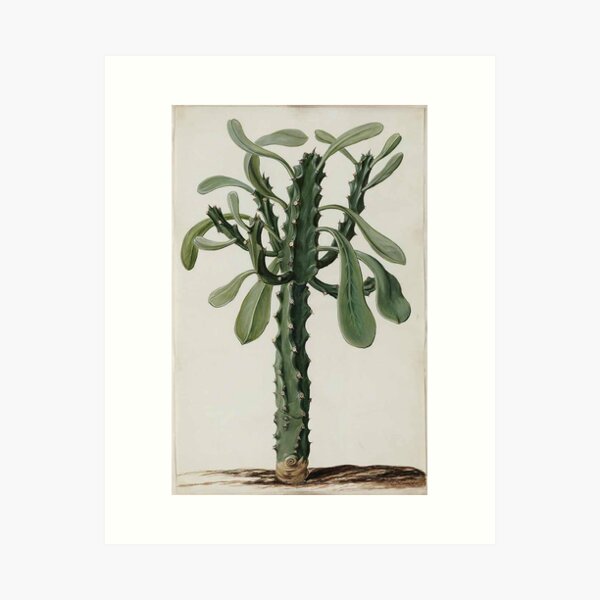Item preview, Euphorbia by Jan Moninckx designed and sold by Hanna Hanuman.