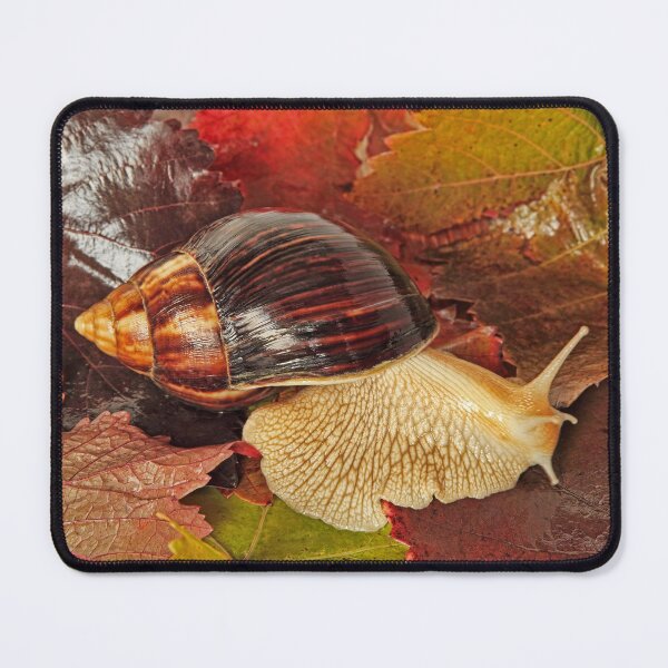 Item preview, Giant african Achatina snail on multicolored autumn grape leaf. designed and sold by IaroslavB.