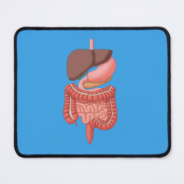 Item preview, Digestive System Organs, Medical Illustration designed and sold by ScienceSource.
