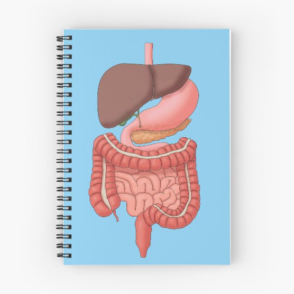 Item preview, Digestive System Organs, Medical Illustration designed and sold by ScienceSource.