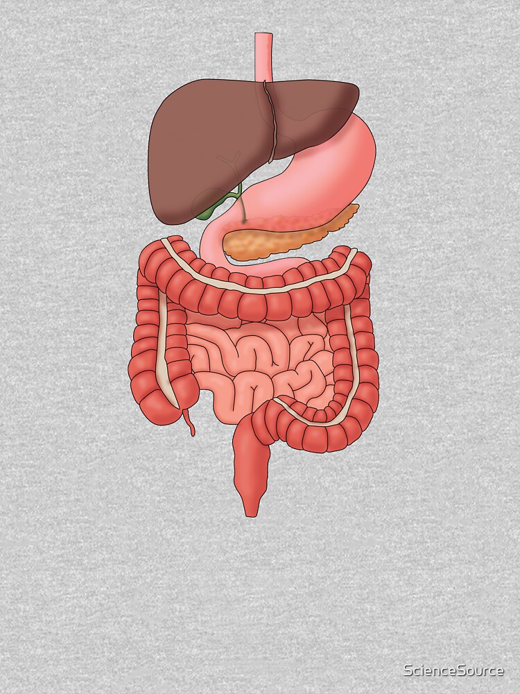 Digestive System Clipart Royalty-Free Images, Stock Photos & Pictures |  Shutterstock