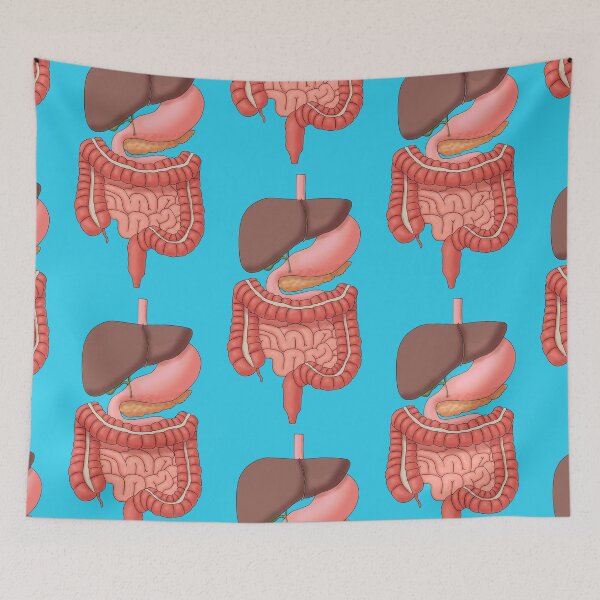 Item preview, Digestive System Organs, Medical Illustration designed and sold by ScienceSource.