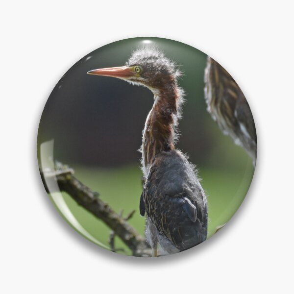 Item preview, Green Heron Fledglings Photo designed and sold by LauraWolfArtist.