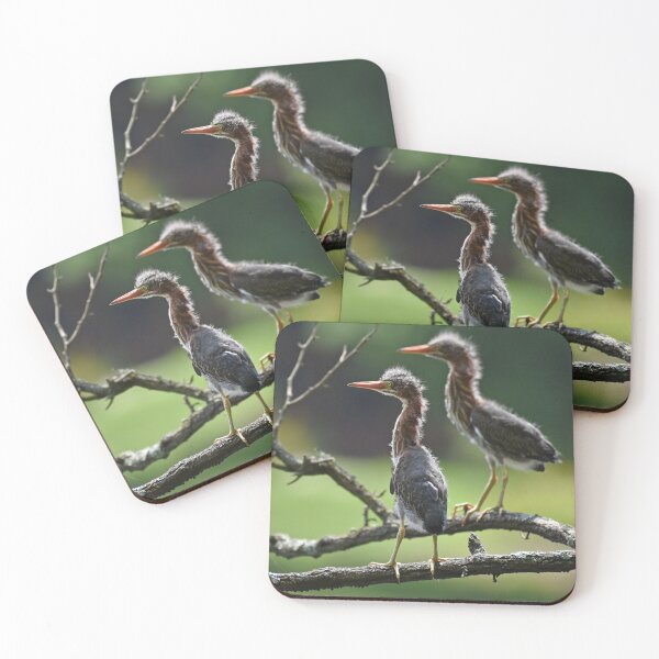 Item preview, Green Heron Fledglings Photo designed and sold by LauraWolfArtist.