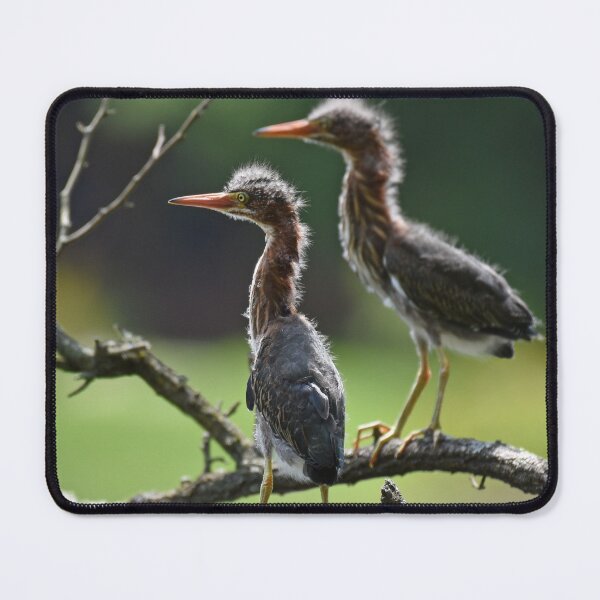 Item preview, Green Heron Fledglings Photo designed and sold by LauraWolfArtist.