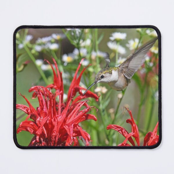 Item preview, Ruby-throated Hummingbird Photo designed and sold by LauraWolfArtist.