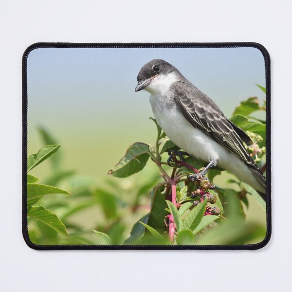 Item preview, Eastern Kingbird Photo designed and sold by LauraWolfArtist.