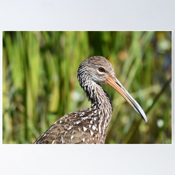 Item preview, Limpkin Portrait Photo designed and sold by LauraWolfArtist.