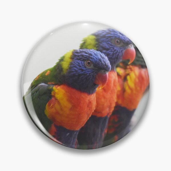 Item preview, Rainbow Lorikeet Trio Photo designed and sold by LauraWolfArtist.