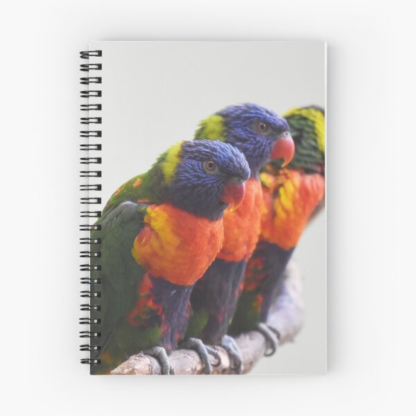Item preview, Rainbow Lorikeet Trio Photo designed and sold by LauraWolfArtist.