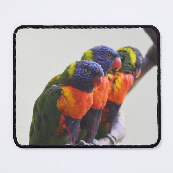 Item preview, Rainbow Lorikeet Trio Photo designed and sold by LauraWolfArtist.