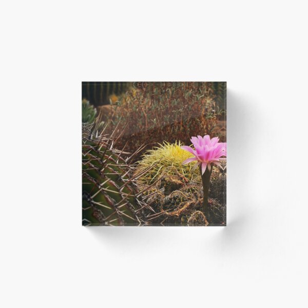 Gilgandra Beauties Acrylic Block