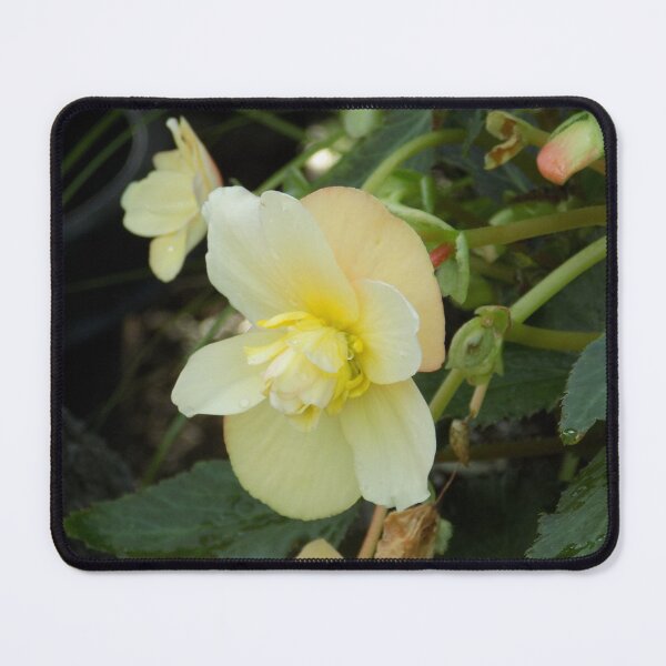 Item preview, Begonia de cera designed and sold by DragonCGallery.