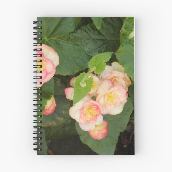 Item preview, Wax Begonia (Pink/White) designed and sold by DragonCGallery.