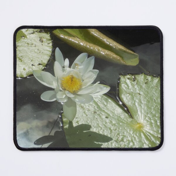 Item preview, American White Water-Lily designed and sold by DragonCGallery.