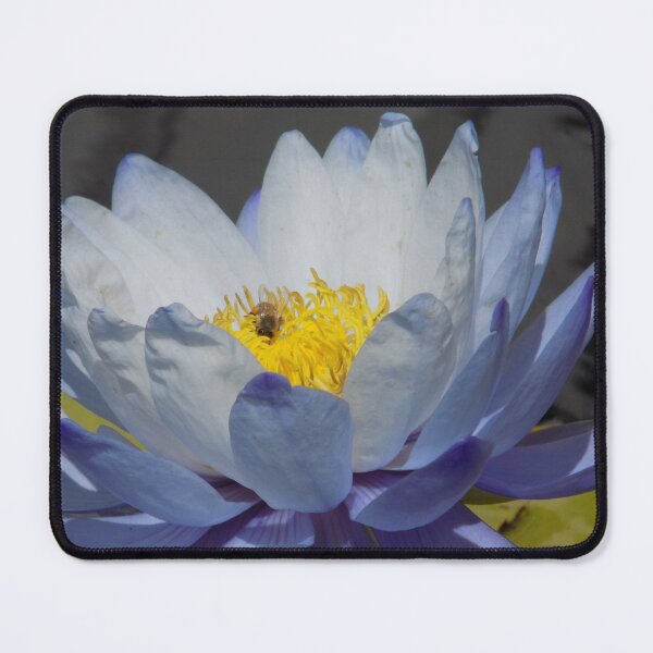 Item preview, Honeybee in American White (Blue) Water-Lily designed and sold by DragonCGallery.