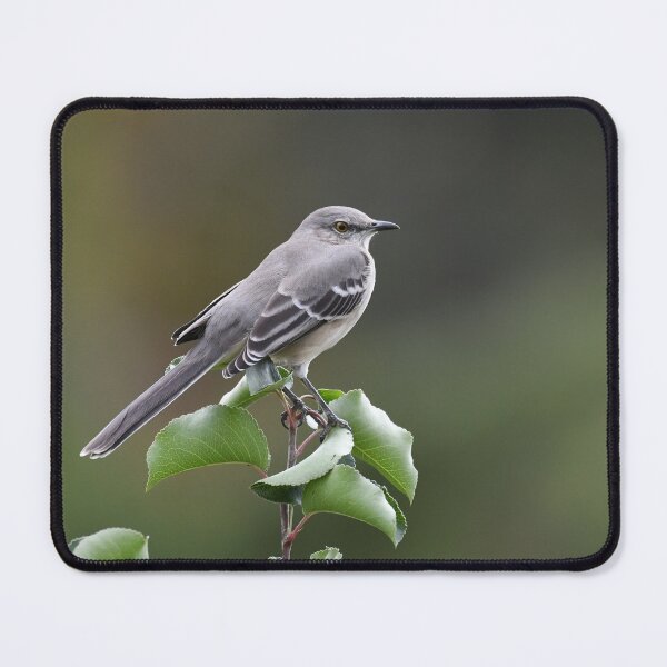 Item preview, Northern Mockingbird Photo designed and sold by LauraWolfArtist.