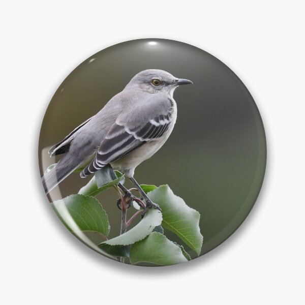 Item preview, Northern Mockingbird Photo designed and sold by LauraWolfArtist.